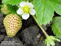 2007-0521strawberry